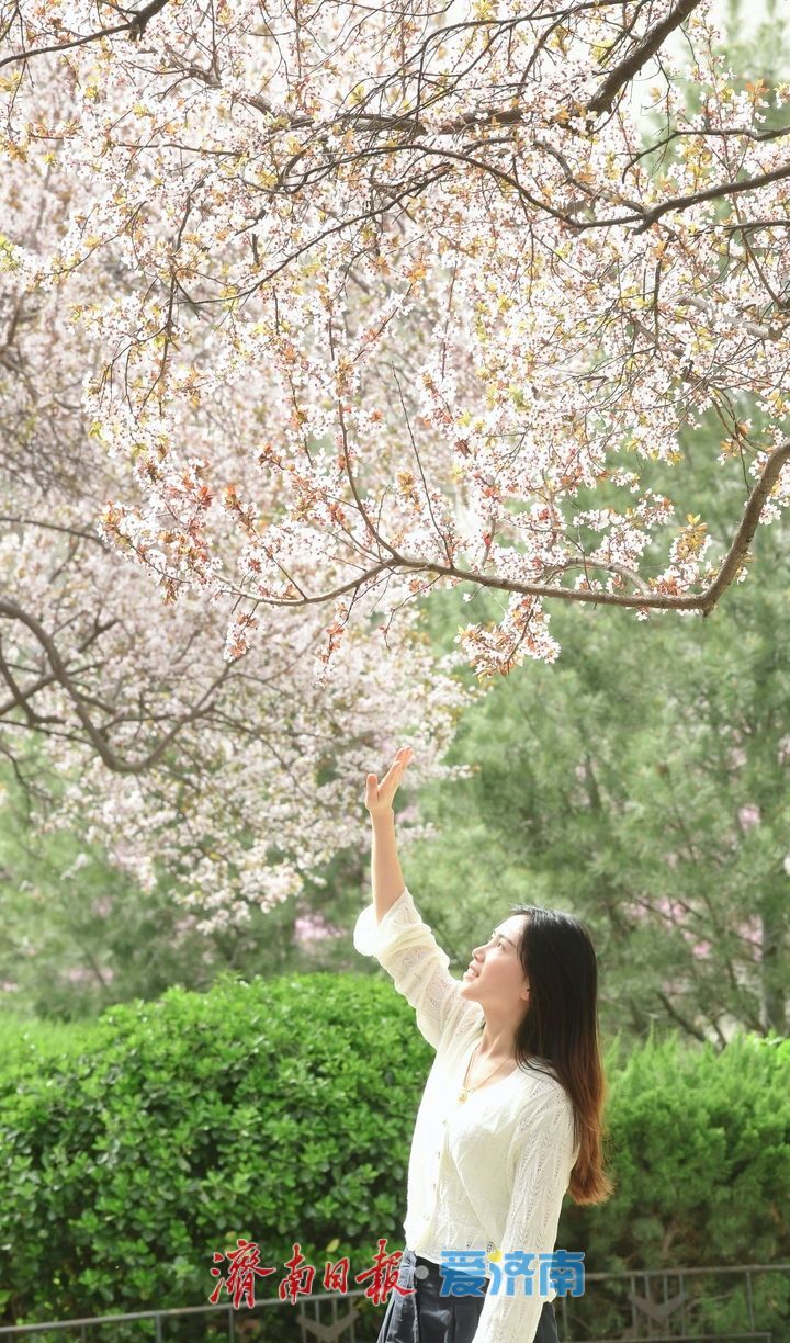 繁花盛开，校园“樱花大道”迎来最美时刻