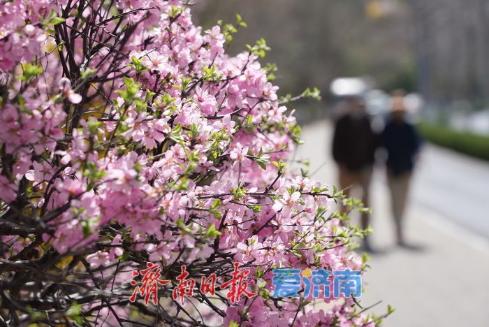 奥体东路变身“花海大道”