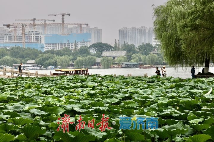 凉风送爽景致佳 市民泛舟大明湖乐享惬意周末