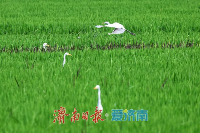 一年四季 泉在济南丨稻田与白鹭共绘乡村优美画卷