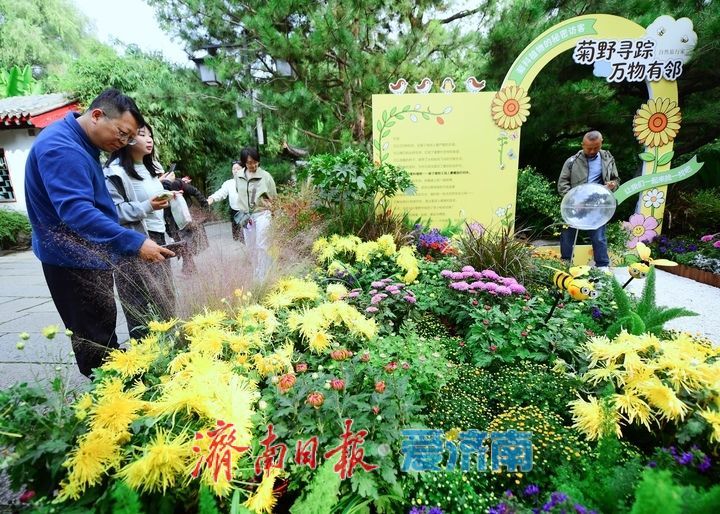 泉畔秋色菊香可待，济南市第47届趵突泉金秋菊展正式启幕