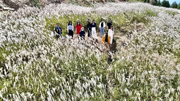 秋色迷人 济南最大一片山地芦荻成网红打卡地