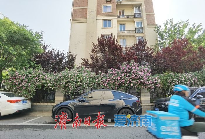 家门口的浪漫！辛甸西路蔷薇花开“扮靓”春日街头