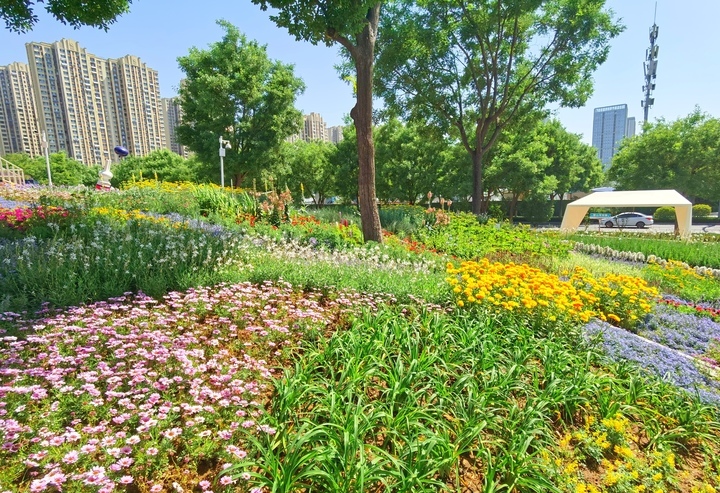 济南“七彩花田”初夏绽新颜