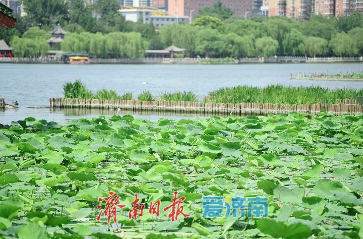 一年四季 泉在济南丨荷红叶绿满城香，大明湖首批荷花盛夏绽放