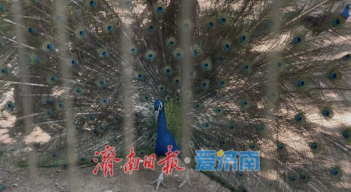 五一假期济南野生动物世界迎客流高峰 游客与动物“亲密接触”欢乐多