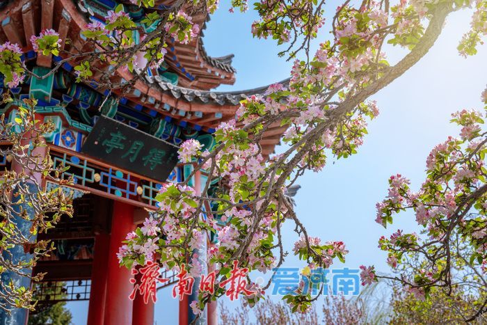 济南大明湖西府海棠盛放 古园春色醉游人