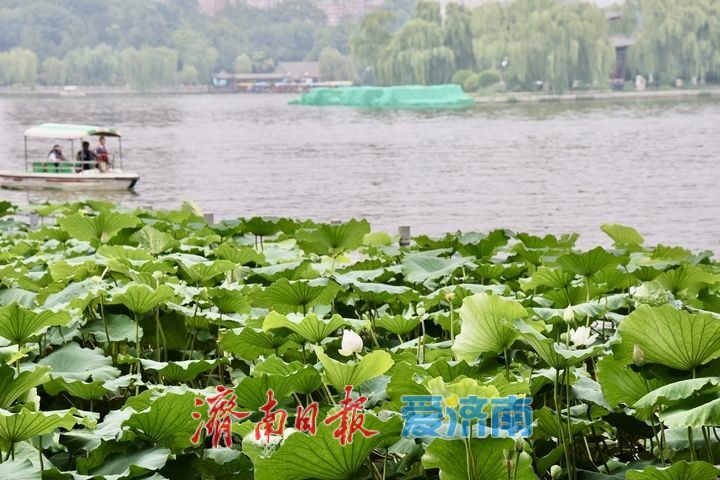 凉风送爽景致佳 市民泛舟大明湖乐享惬意周末