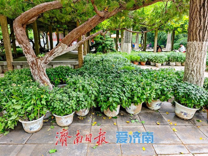 趵突泉菊花展筹备正酣，金秋文化盛宴即将开启