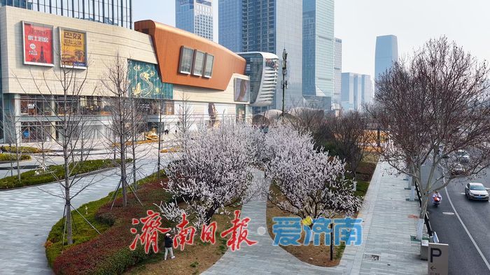 速来打卡，万象城旁杏花开啦