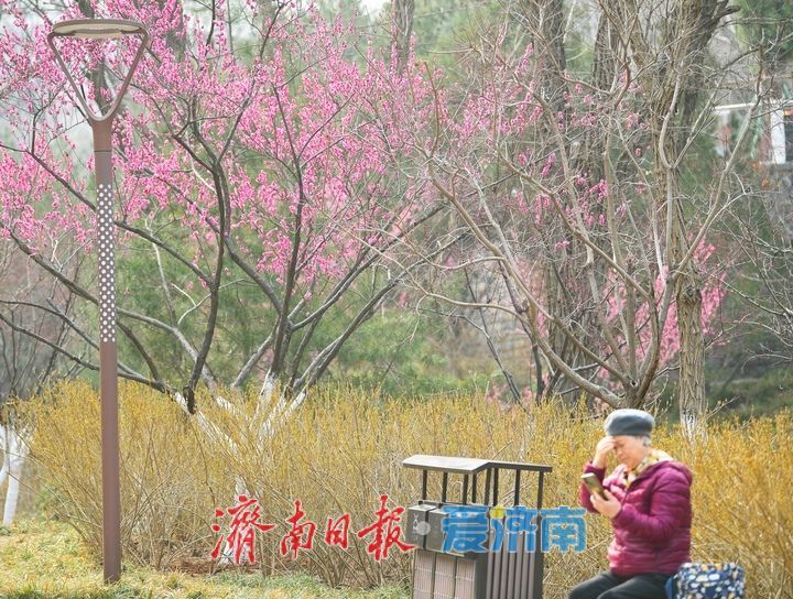一年四季 泉在济南丨春日“香”约佛慧山，梅开溪畔花满枝