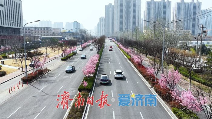 一年四季 泉在济南丨凤山路美人梅盛开，扮靓城市街景