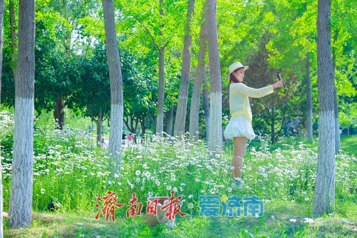 华山湖公园大滨菊盛放 解锁初夏限定浪漫