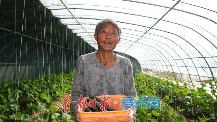 果香四溢 “丰”景宜人，济南这处温室大棚进入收获季