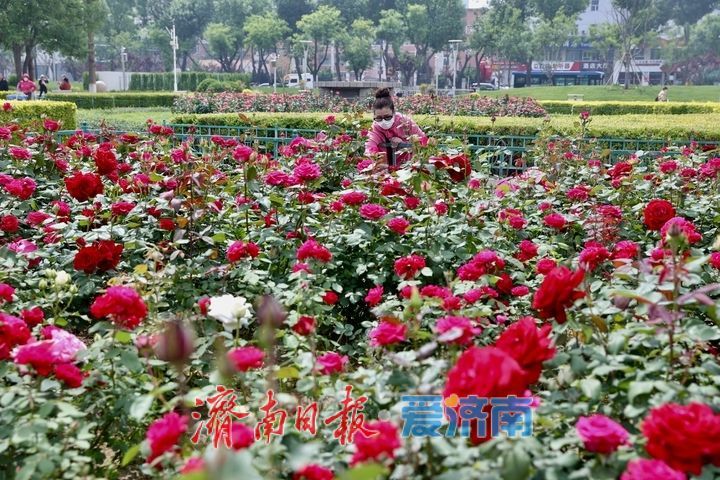 泉城广场月季盛放迎“五一” 姹紫嫣红满城芳