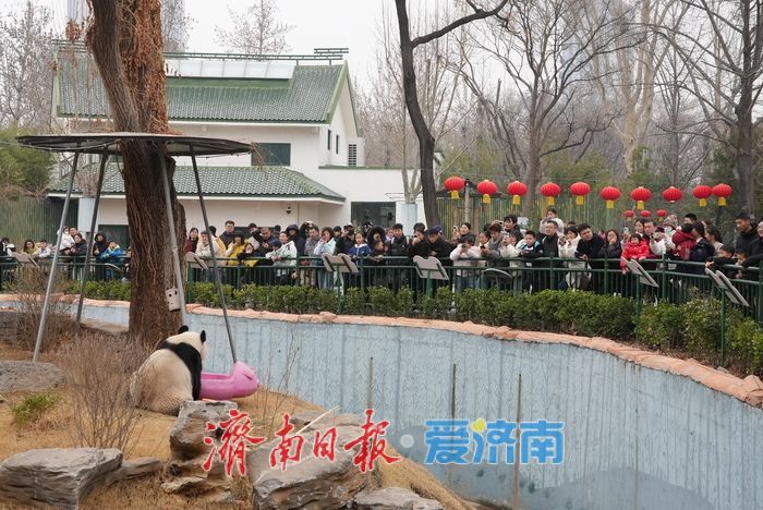 被“憨态可掬”治愈！济南动物园大熊猫成春日最暖风景