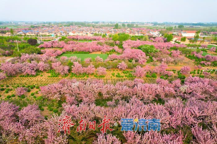壮观！烂漫花海绕民居 绘就美丽乡村画卷