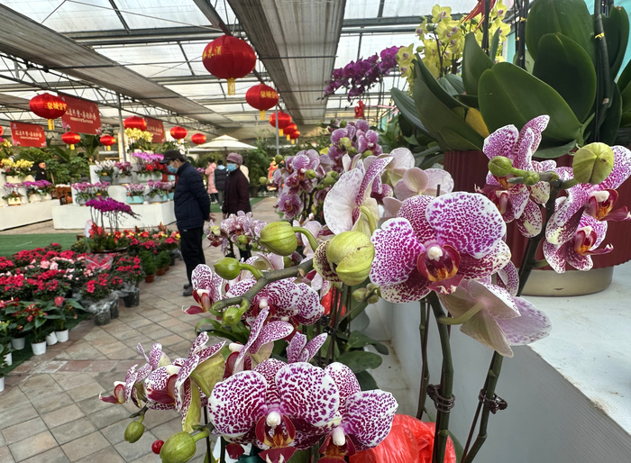 挂红灯购年货 红红火火迎新春