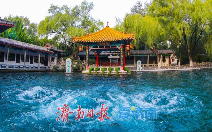 亮点纷呈 体验升级 第46届趵突泉金秋菊展今起开展