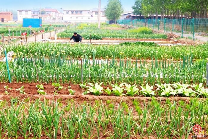 走！去槐荫，当一天“城市农夫”