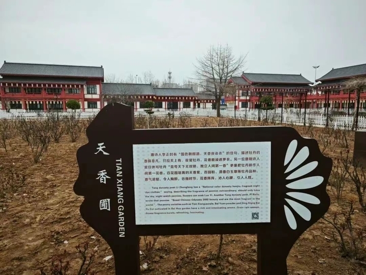 四大展区首揭秘，牡丹名品齐亮相！菏泽牡丹景区精心打造多个牡丹功能区