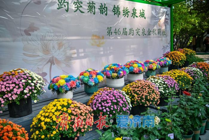 亮点纷呈 体验升级 第46届趵突泉金秋菊展今起开展