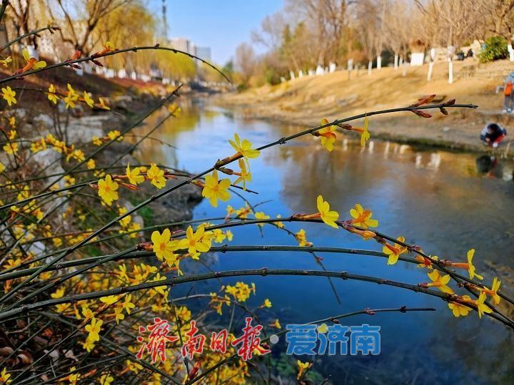 一年四季 泉在济南丨迎春花开报春早 泉城处处漾生机