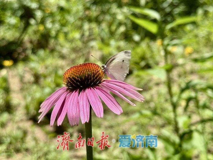 泉城公园夏花盛放 尽显泉城夏日风情