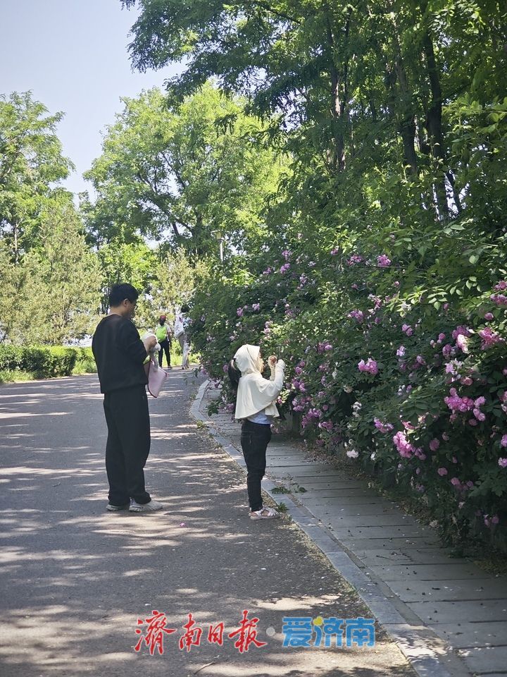 泉城初夏赏佳处，将山蔷薇醉游人 