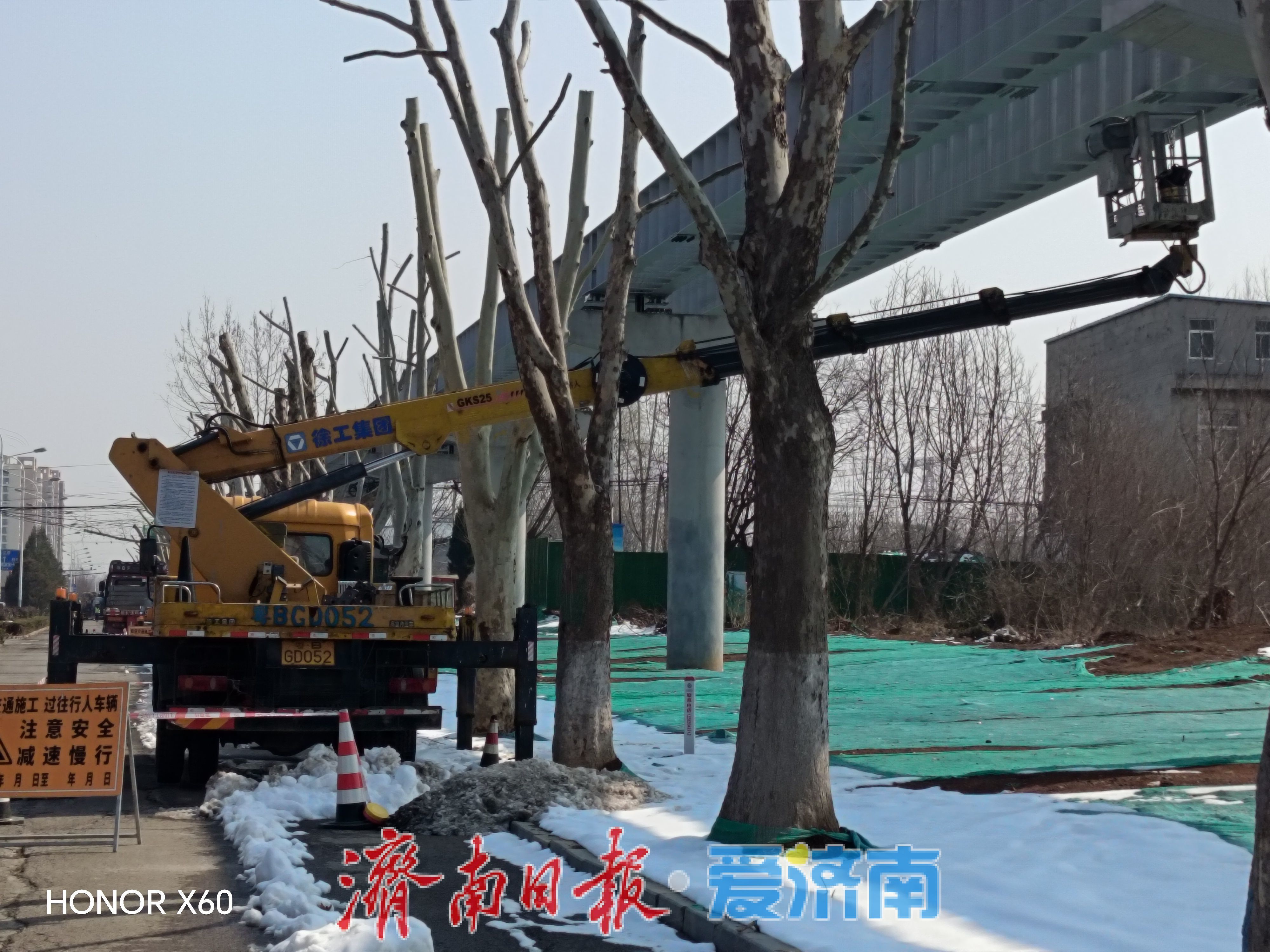 交通工程建设与城市绿化的双向奔赴，济南云巴守护518棵法桐背后的发展抉择