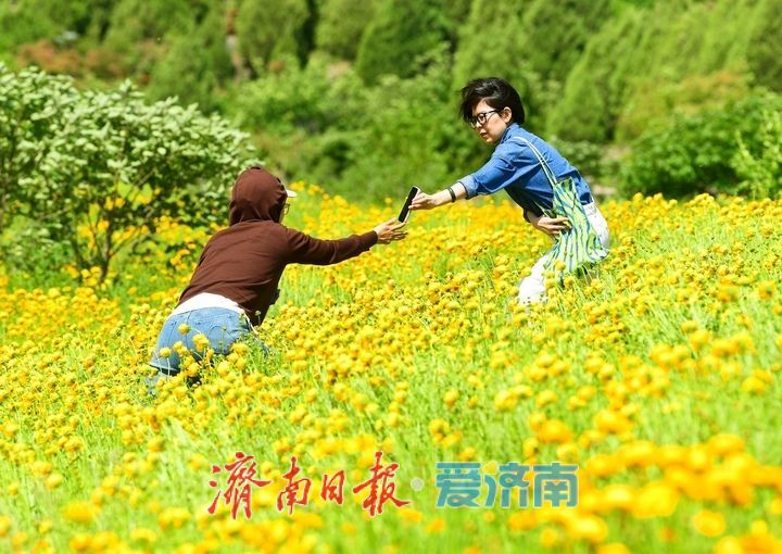 济南初夏“黄金毯”上线！蚰蜒山下万平金鸡菊花海盛放