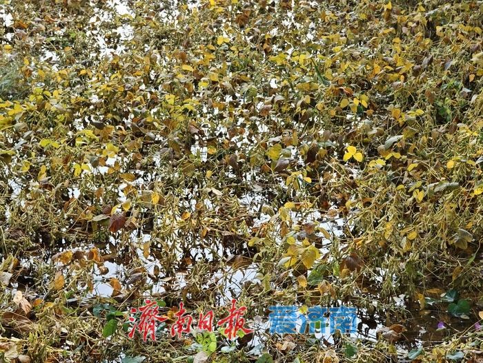 雨水浸泡农田，农户挥汗抢收——直击槐荫区郑家店村大豆抢收现场