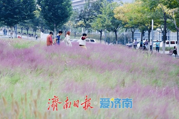 泉城人才公园粉黛进入盛花期 邂逅秋日粉色浪漫