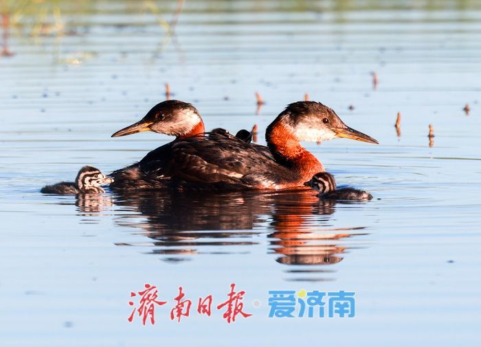 十年“打鸟”记录完整生态改善链条 济南生态向好引鸟类“安家”