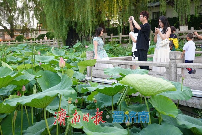 一年四季 泉在济南丨大明湖荷花迎最佳观赏期 游人沉醉夏韵芬芳