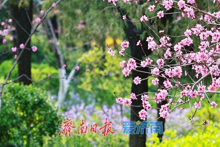 春风拂翠峦 繁花满山间 千佛山景区迎来春日赏花高峰