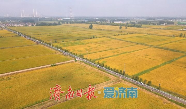 黄河岸边稻花香 风吹稻穗话丰年