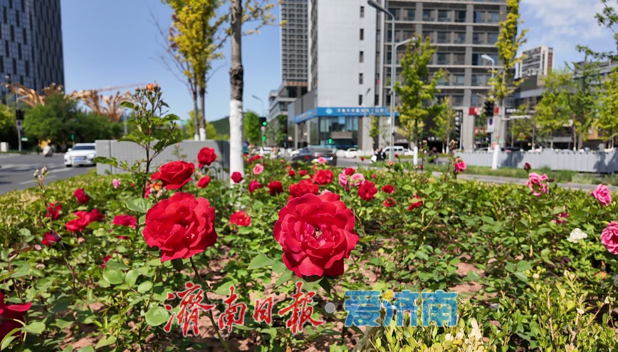 绿意直达居民“家门口”！历下区104座公园织就全域绿网