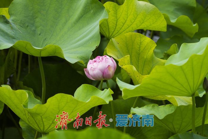 一年四季 泉在济南 