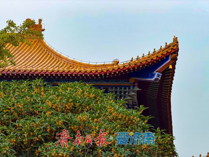 古檐映桂香 满城秋意如约至
