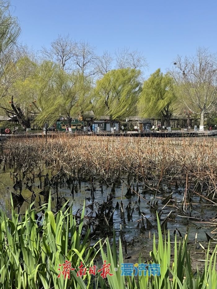 大明湖新柳残荷相映 绘就吴冠中笔下水墨春景