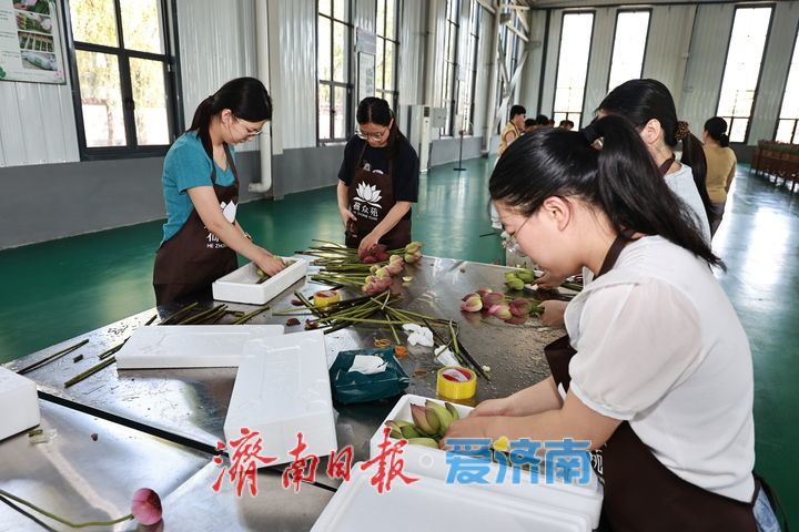 白云湖荷香袭人 一枝鲜切荷铺就致富路 