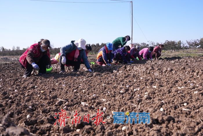 抓秋收抢秋种 喜绘丰收画卷