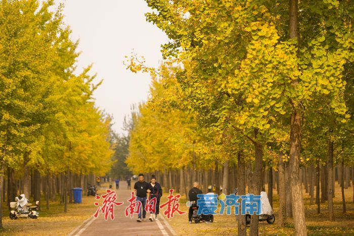 黄河南岸银杏染金 进入最佳观赏时节