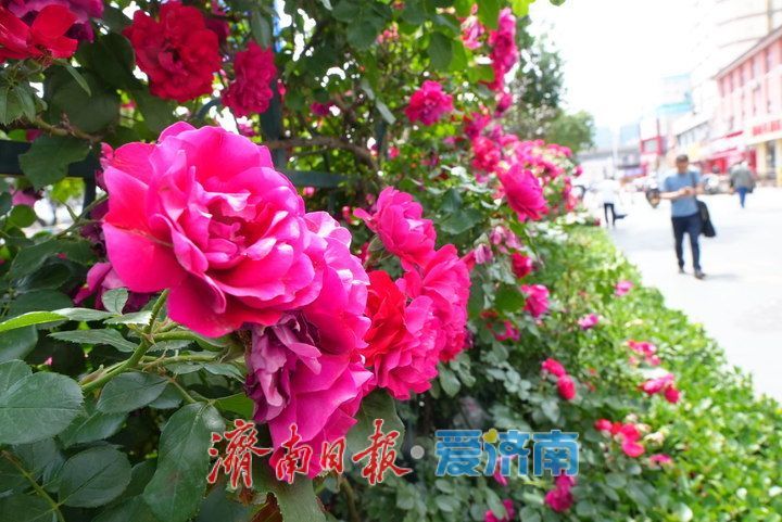 济泺路百米“月季花墙” 铺展泉城初夏诗意长卷