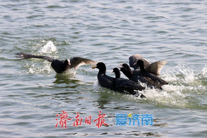 白骨顶鸡做客大明湖 泉城生态绘就新画卷