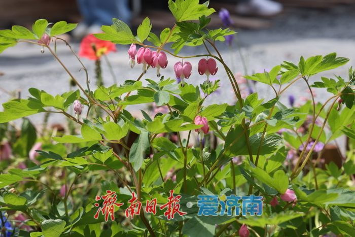 繁花映老街 上新街老建筑旁绘就油画美景