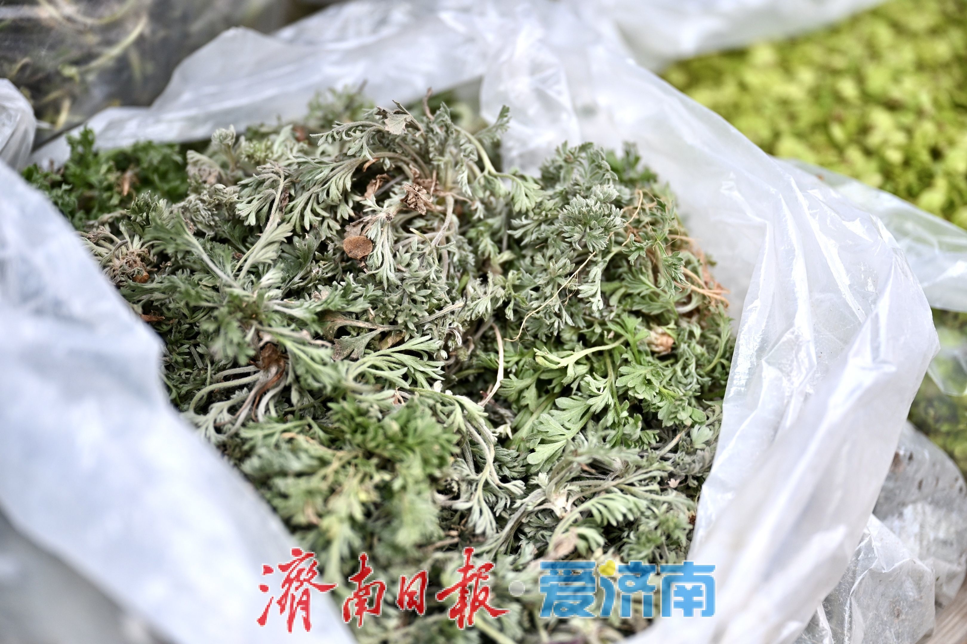 济南民族大街市场春菜上市 价格稳中有降人气旺