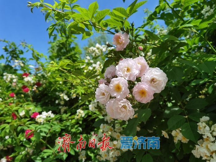 一年四季 泉在济南｜蔷薇“花廊”邂逅春日浪漫