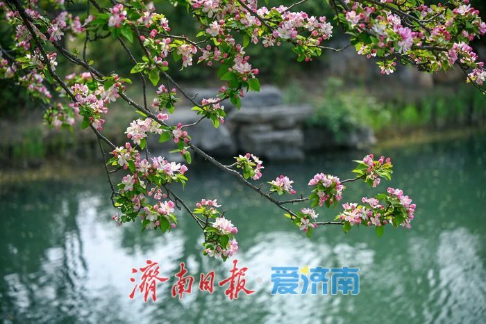 历下海棠花开！这些宝藏地赏花正当时